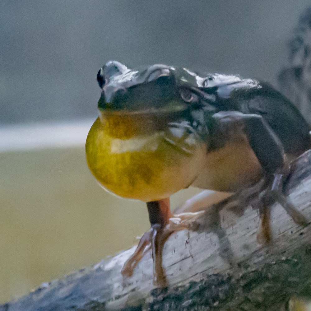grenouille 24 avril 2021 - D500-3