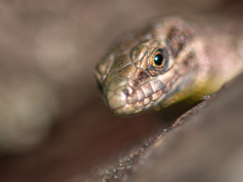 lézard 19 avril 2021 - D500-3