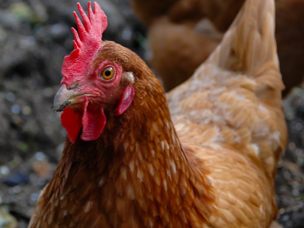 poule