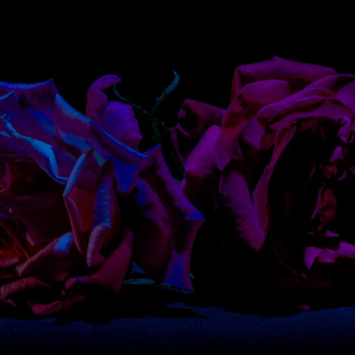 rose sombre