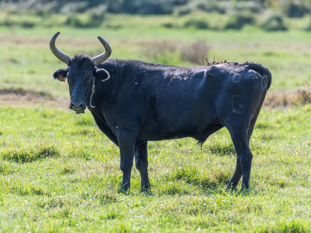 taureaux camargue septembre 2020